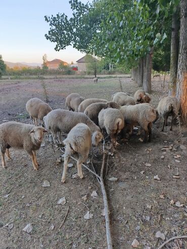qurbanliq quzu: Quzu, Dişi, ay: 8, 17 kq, Südlük, Ünvandan götürmə, Ödənişli çatdırılma, Rayonlara çatdırılma