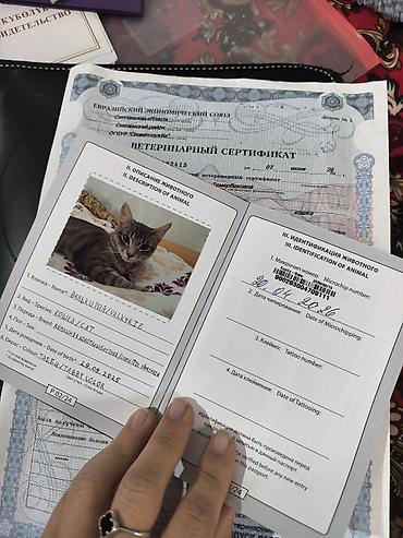 кошка рэгдолл цена: Очаровательные котята - Помёт из нескольких малышей: серо-белые с — 5