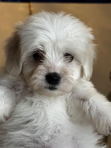 İtlər: Peyvəndli — 18