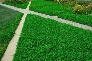 Другие виды семян и саженцев: Семена газона Газон Травка Любой сорт Клевер, спорт, мятлик — 7