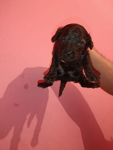 Digər kənd təsərrüfatı heyvanları: Pudel balaları satılır. iki həftəlikdililər. 1 ay yarımında götürə — 15