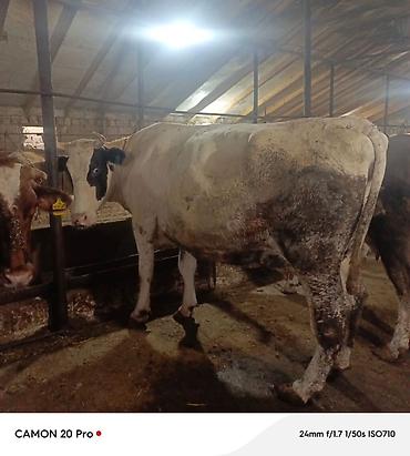 cuce satisi 2019: Bu inek satilir 2 ci qarina 6-7 ayliq bogazdi simmental bugadan gelib — 4