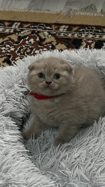 Продажа кошек: Шотландский чистокровный вислоухий котёнок (Scottish Fold),девочка — 6