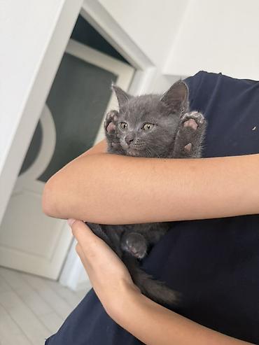 котята британские: Отдам котенка в заботливые руки. - Порода: короткошёрстный — 2