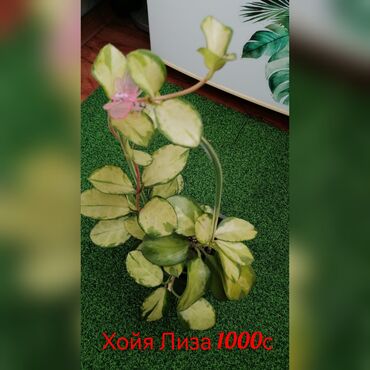 Эпипремнумы и сциндапсусы: Комнатные лианы и ароиды — укоренённые черенки в стаканчиках. В — 9