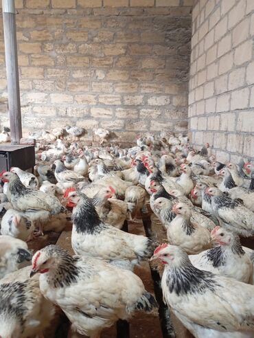 kend toyuqlari satisi: Toyuq, Ətlik, Ünvandan götürmə, Pulsuz çatdırılma, Ödənişli çatdırılma