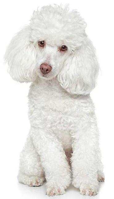samoyed it: Pudel — 1