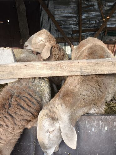 Баран, овца: Продаю 4 кочкорика at lalafo.kg — 7 Баран, овца: Продаю 4 кочкорика — 7
