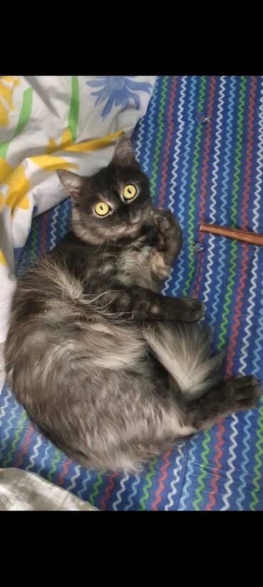котята сибирской кошки: Кошка даром: Сибирская, Мальчик