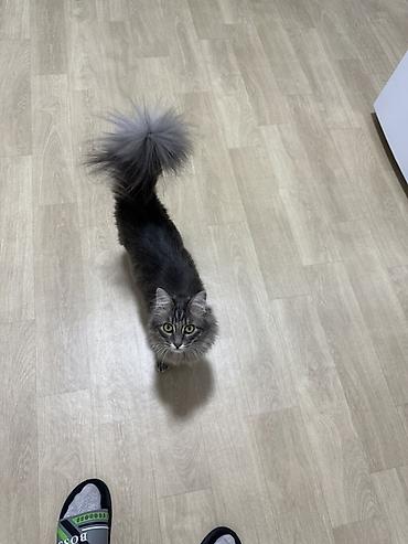 куда можно сдать кошку: Девочка, Приучена к лотку — 6