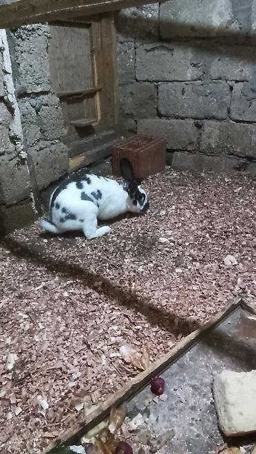 Dovşanlar: Ağ-qara və ağ-qəhvəyi rənglərdə ev dovşanları Məhsulun təsviri: - — 6