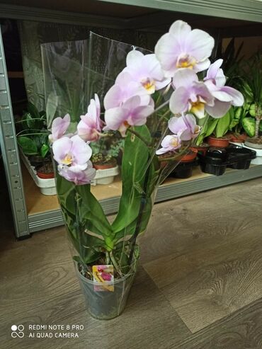 21 oglasa | lalafo.rs: Orhideje sa 4 cvwtne grane
Slanje postexpresom