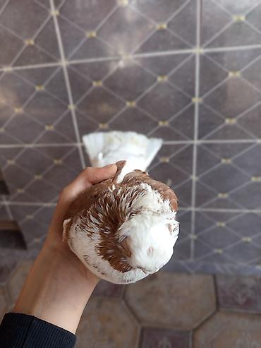 Птицы: Продаю голубей молодые 1,5 года пара 6000сом — 8