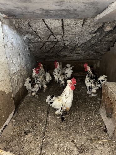 Digər quşlar: Yaponka xoruzlar