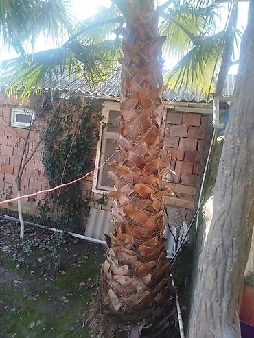 Ağaclar: Məhsul: Dekorativ palma ağacları (Trachycarpus/Vindozaya bənzər yelpik — 2