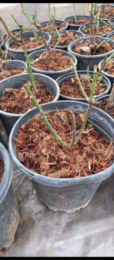 Tinglər: Məhsul: Gül kolları (gül tingləri) - Növlər və rənglər: - — 20