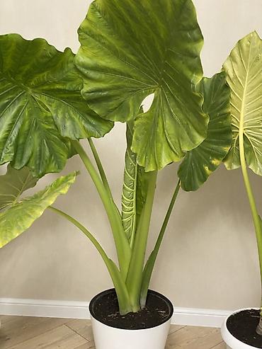 гулдор роза: Алоказия «Калидора» (Alocasia Calidora) — крупное комнатное растение с — 2