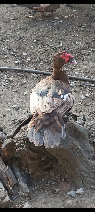 ördəy: Tam sağlam krasnadar lal ördəklər.Unvan Lənkəran.Bakıya 20yanvara