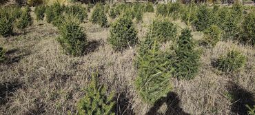 Декоративные деревья: Саженцы деревьев: Ели — 15