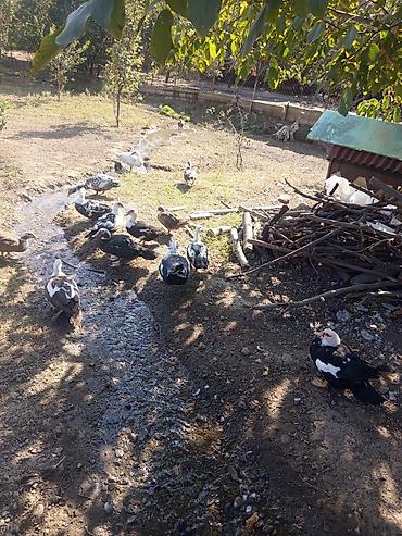 əbabil qusu yemi: Satış: salam yerli və sort lal ördək fərələr 2-3 kilo XORUZLAR 3.5-4 — 3