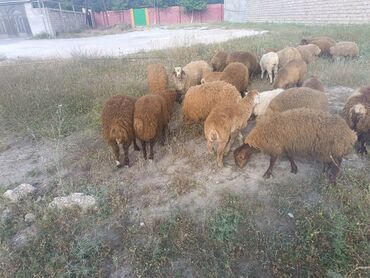 Quzu: Quzu, Erkək, Qala, ay: 6, 33 kq, Ətlik, Ödənişli çatdırılma