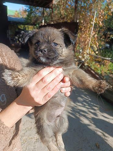 мопсы щенки: Щенки метисы, малыши из одного помёта. Мама пекинес 1 девочка 2 — 3