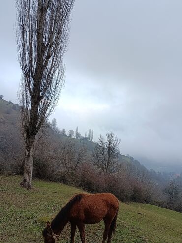 Atlar: Dişi, il: 2, Ünvandan götürmə