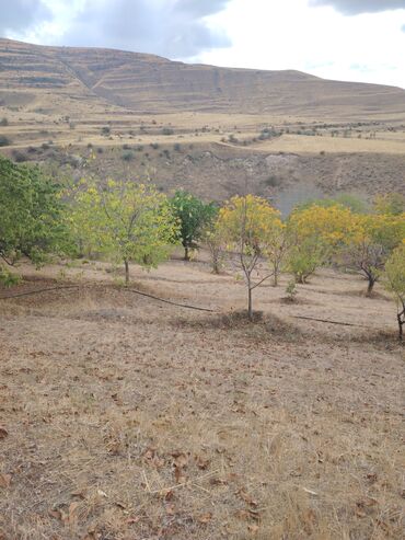 təcili həyət evi satılır: Kənd təsərrüfatı, Mülkiyyətçi, Kupça (Çıxarış)