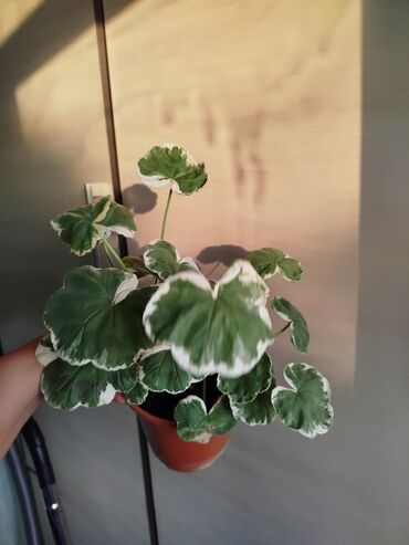 Другие комнатные растения: Другие комнатные растения — 5