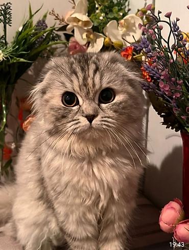 cutlesme pisik: Şotland, Dişi, Cütləşmə üçün, Pulsuz çatdırılma — 3