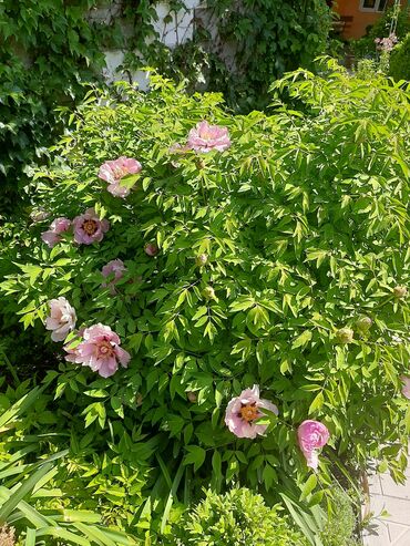 Садовые цветы и кустарники: Саженцы цветка: Пионы, Самовывоз at lalafo.kg — 7 Садовые цветы и кустарники: Саженцы цветка: Пионы, Самовывоз — 7