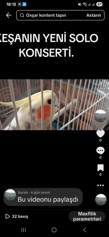 Tutuquşları: Məhsul: KORELLA tutuquşusu (Cockatiel) Təsvir: - Ağ-boz bədən rəngi — 5