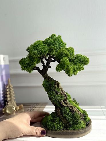 Декоративные цветы: Бонсай ручной работы из натурального стабилизированного мха от 1500 — 20