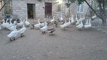 etibarlı ellere verilir: Qazlar — 1