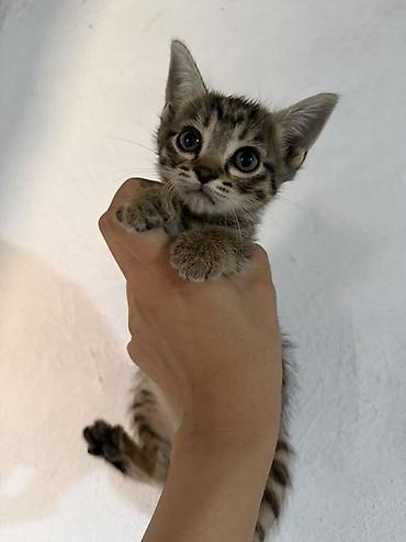 кот сфинкс: Котята в добрые руки. Порода: шотландская вислоухая и прямоухая В — 3