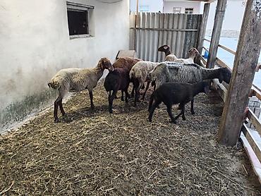 Qoyunlar, qoçlar: Dişi, Qala, il: 1, 50 kq, Damazlıq, Ünvandan götürmə — 17