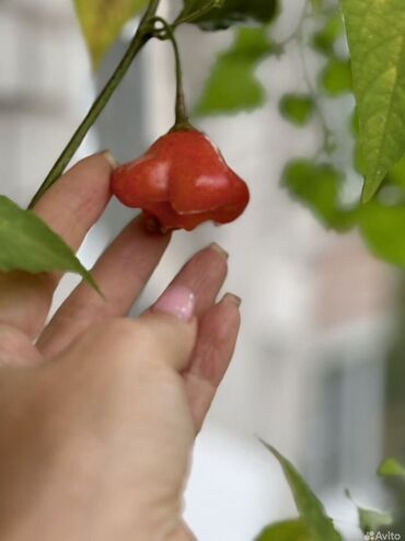 Перец: Перец Полугорький, В розницу — 9