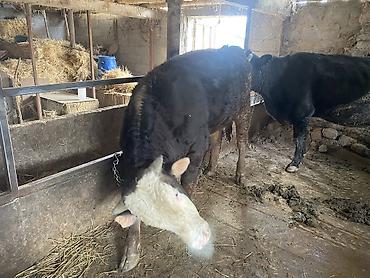 Коровы, быки: Продаю | Бык (самец) | Герефорд, Алатауская, Абердин-ангус | На откорм, На забой — 7