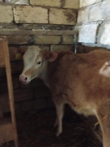 Inəklər, öküzlər: Satılır: inək Xüsusiyyətlər: - Süd istiqamətli yerli cins (qarışıq — 1