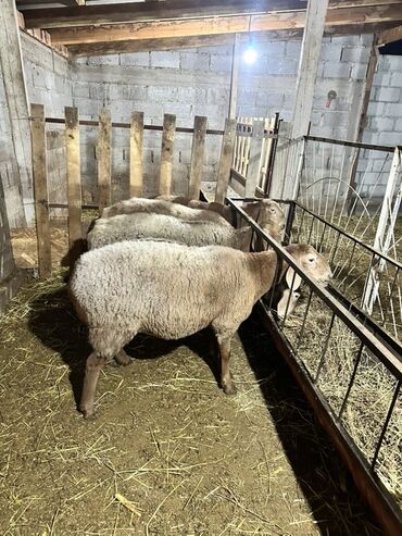 сколько стоит шиншилла маленькая: Продаю | Овца (самка) | Для разведения | Матка