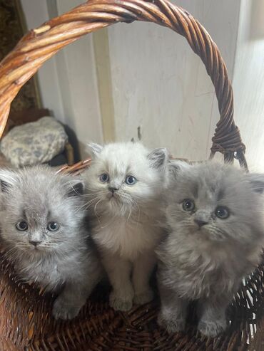 шатланские коты: КАРАБАЛТА !!!Котятки ищут свой дом.Ватсап