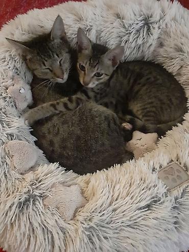 pi̇şi̇k: Lənkəranda etibarlı əllərə ana bala pişiklər🐈🐈🐈sahibləndirilir.Şirin — 1