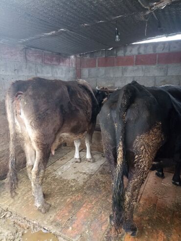 молочные оборудование: Сатам | Уй (ургаачы) | Көбөйтүү үчүн | Байланган