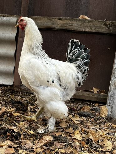 домик для кот: Сатам | Короздор | Жарым брама | Көбөйтүү үчүн