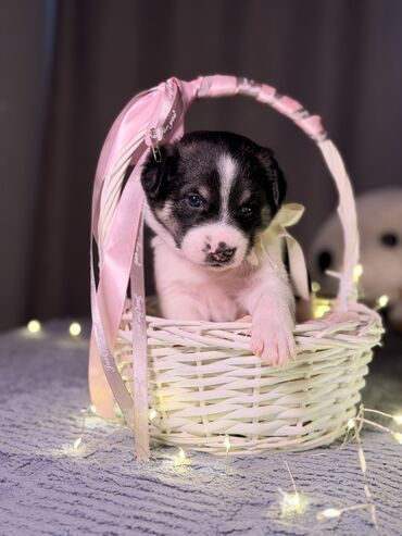 Продажа собак: 🎁 Ищете идеальный подарок к Новому году? Маленький хвостик, который — 5