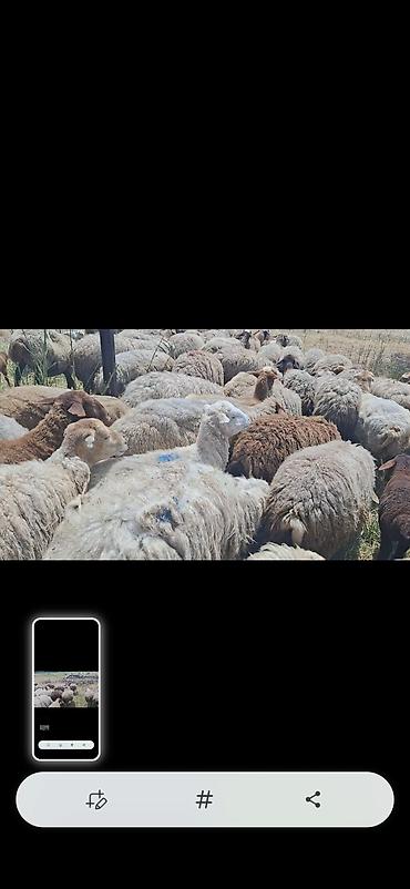 Mal-qara: Dişi, il: 10, 50 kq, Damazlıq, Ünvandan götürmə — 1