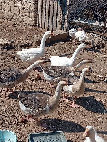 dis keyidici: Ərkey və dişi qazlardi tam saglam heyvanlardi tək təkdə satilir hamisi — 5