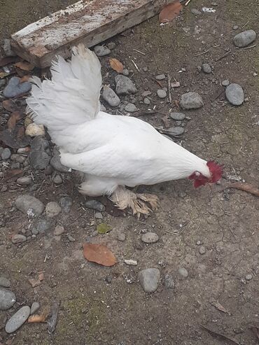 Xoruzlar: Yaponka xoruz 8 alıqdı aktiv sağlam xoruzdu təkdi — 9