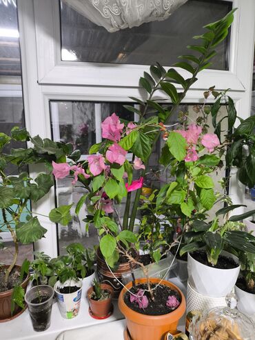 комнатные растения лимон: Цветы домашние