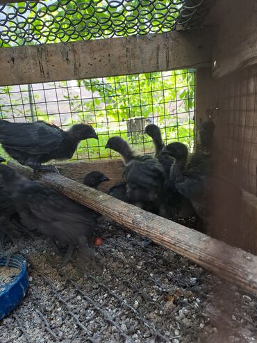 брама куры купить: Продаю цыплят породы Ухейилюй 1 месяц черное мясо,будут нести